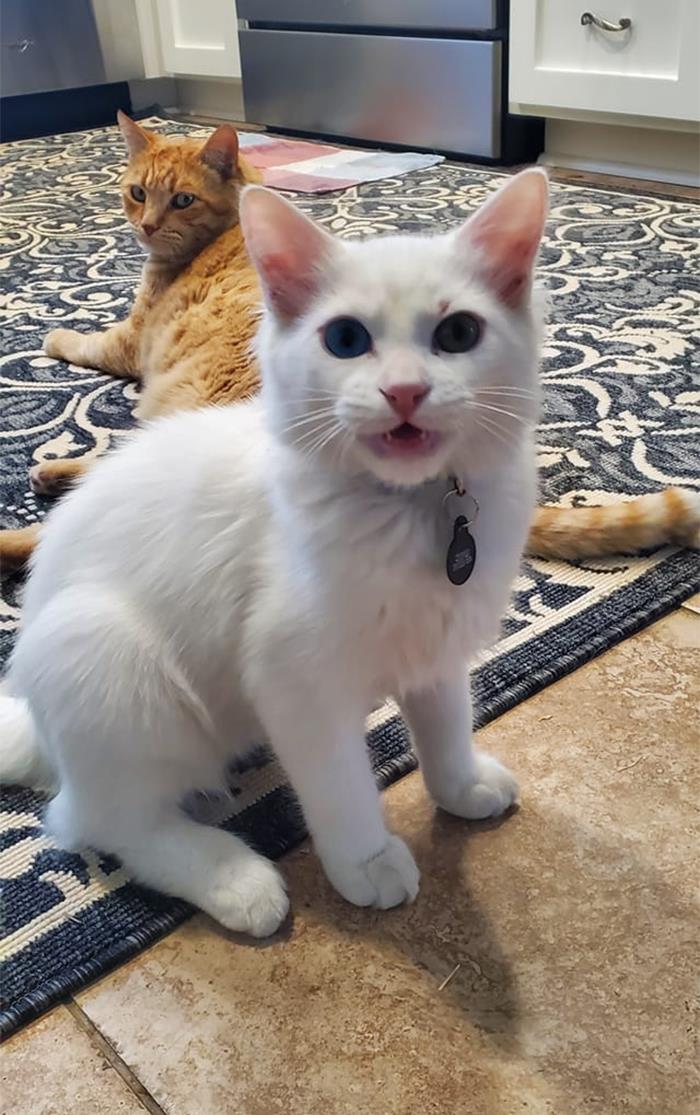 Who Is This Fatso In My House!