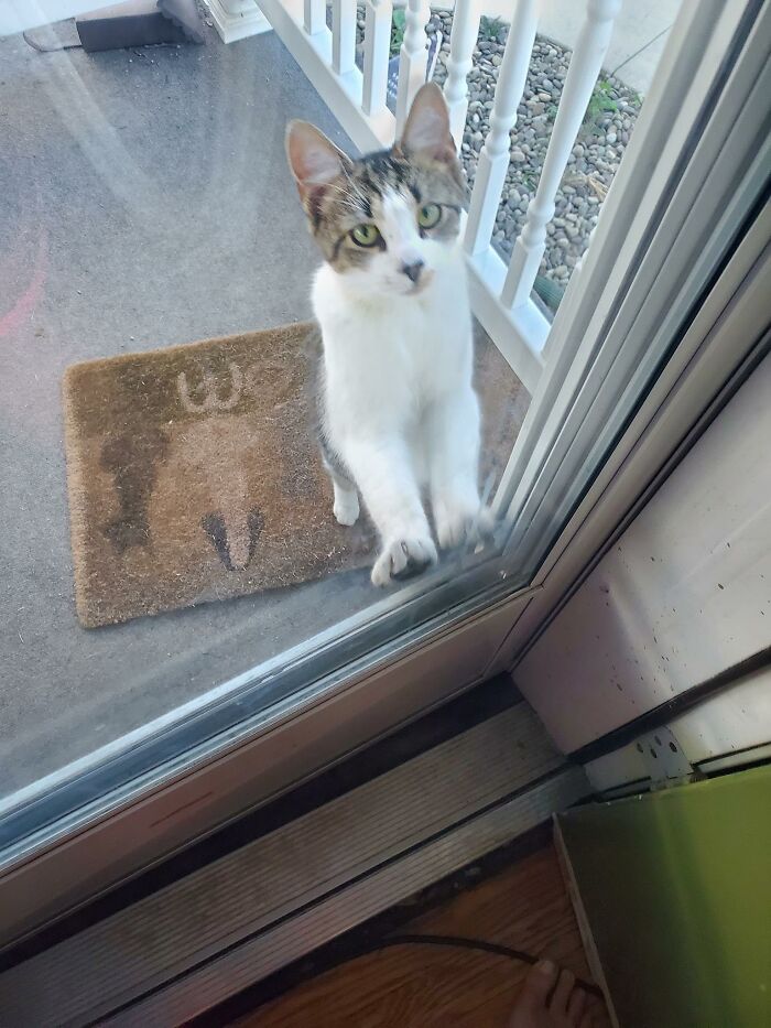 Hello There... Not My Cat!!!