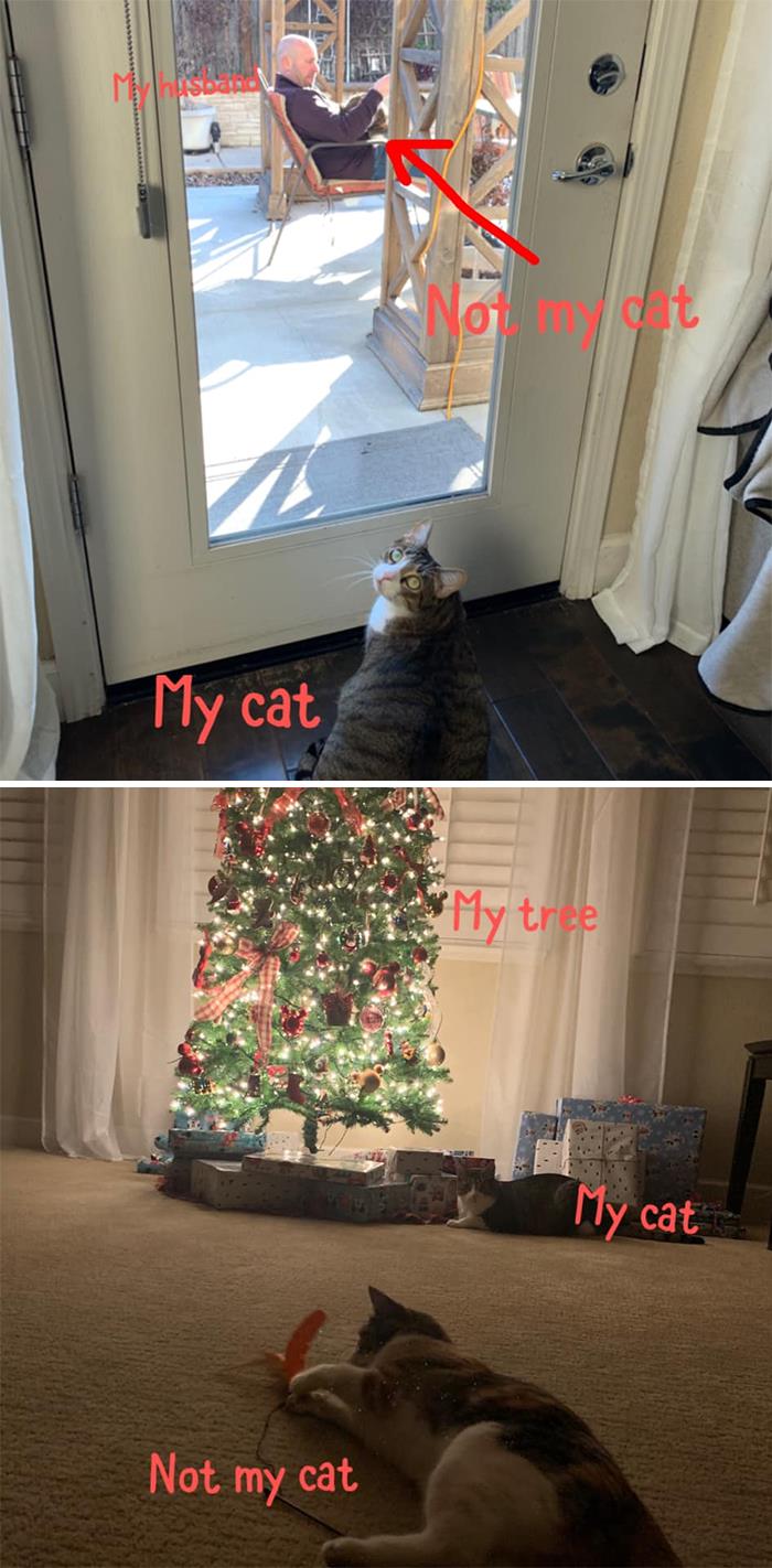 Not My Cat