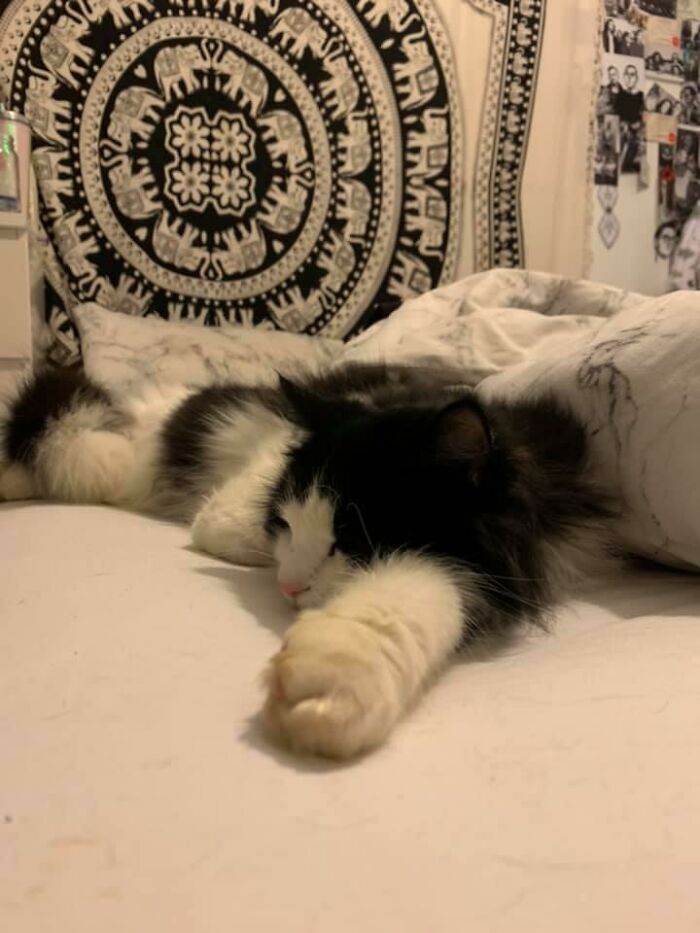 My Bed, Not My Cat. I Quite Often Come Home To Find He Has Let Himself In Through Our Cat Flap And He Is Welcome To Nap Whenever And Wherever He Fancies