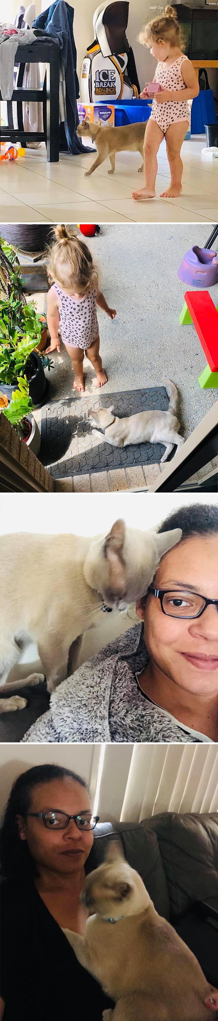 My House (Excuse The Mess. Toddler Life!), Not My Cat. My Kid Stole The Neighbour’s Cat (On Multiple Occasions)