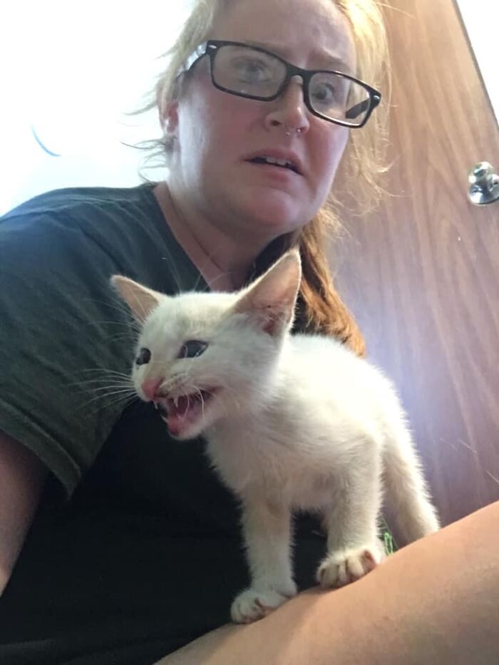 It’s In My House, But Was Not Our Cat. This Little Guy Showed Up At Our House In The Middle Of Nowhere. Pretty Sure He’s An Alien