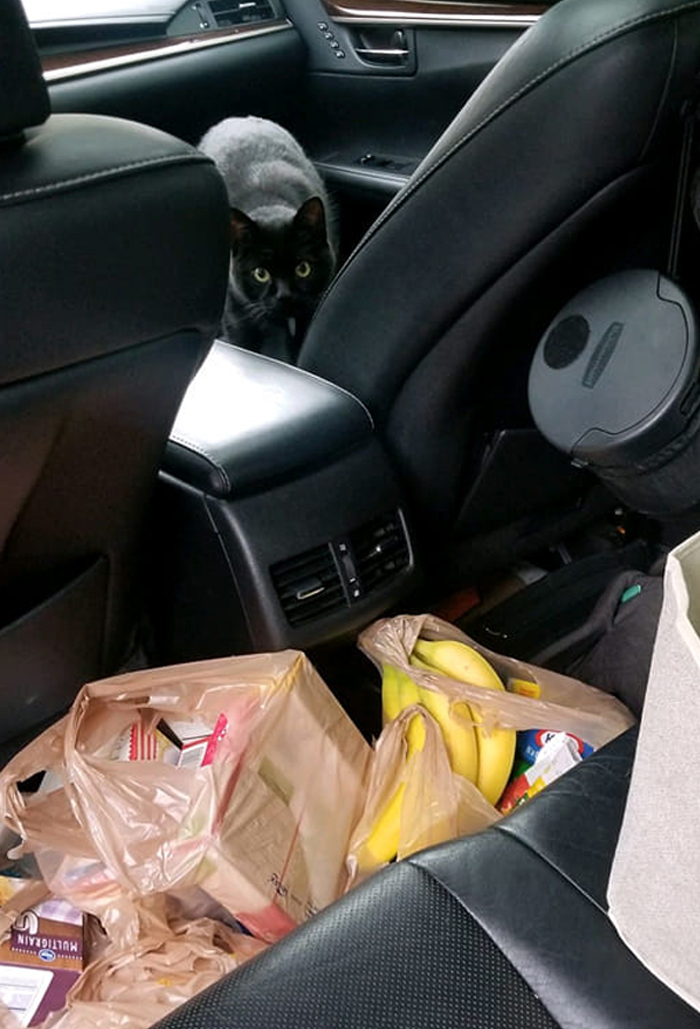 So This Is My Cat But Not My Car. My Neighbor Sent This To Me