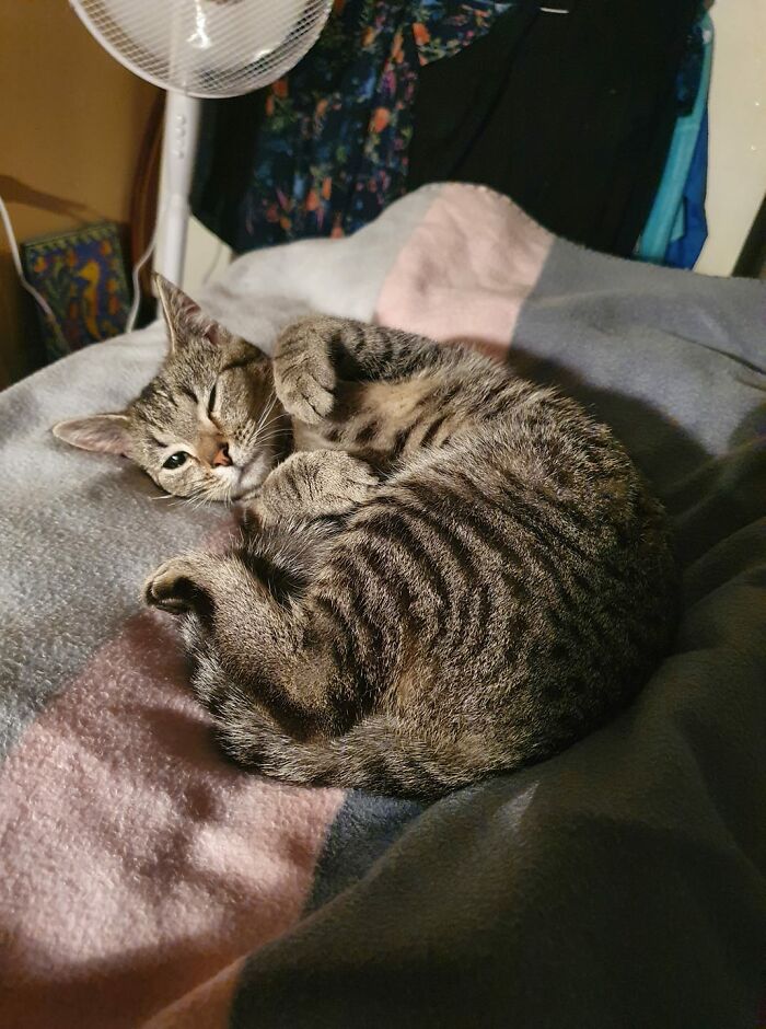 This Little Girl Rocked Up On My Doorstep As The Clock Struck 12, Being Yelled At By A Brush-Tail Possum. I Opened The Door To Help Her Get Away And She Spent The Night With Me Till I Could Find Her Owner The Next Day