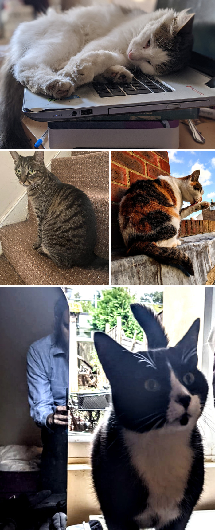 How Many Not My Cats Do You Have?