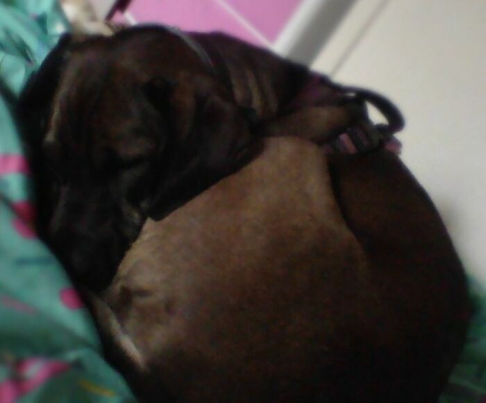 #whenyourdoglikesyourbedandnotyou