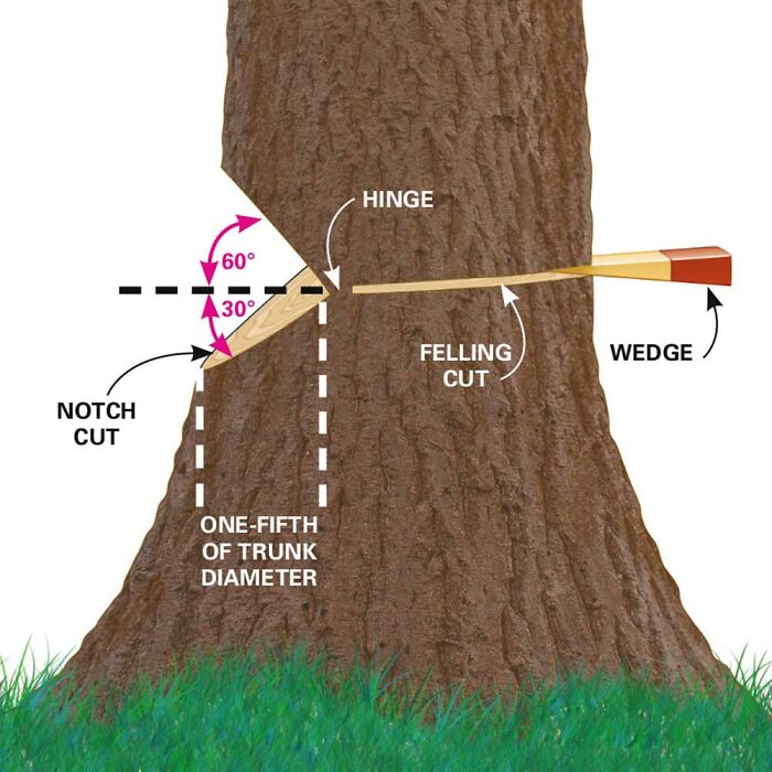 How To Safely Cut Down A Tree