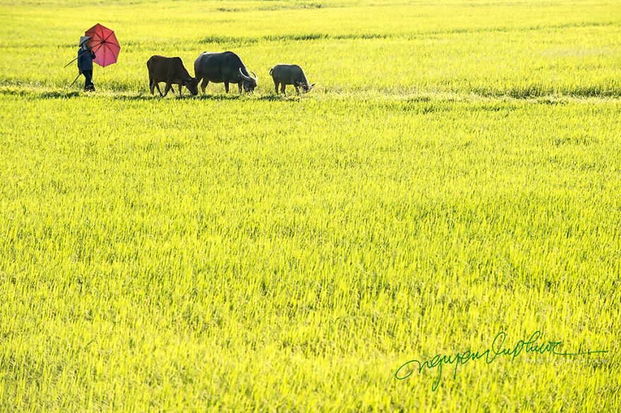My 29 Pictures That Show The Relationship Between Buffalos And Vietnamese Farmers