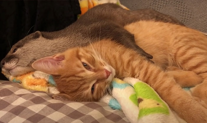 Pet Otter Cuddles Up To A Kitten As They Go To Sleep And 8M People On YouTube Are Captivated
