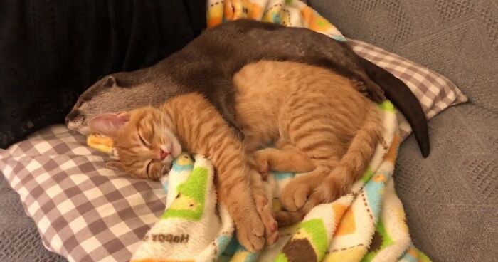 Pet Otter Cuddles Up To A Kitten As They Go To Sleep And 8M People On YouTube Are Captivated