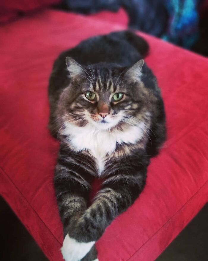 My Giant Model Kitty, Moose