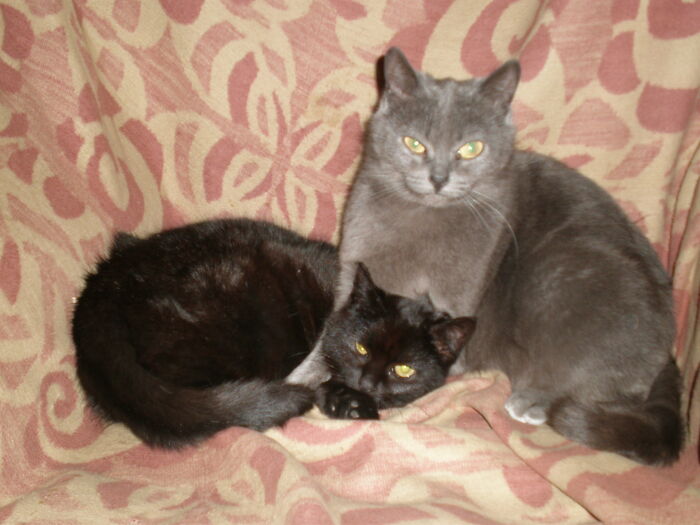 Brother Scar, Pay Attention!