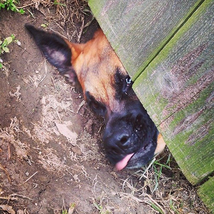 The Neighbor's Dog Digs Under The Fence And Just Looks At Us