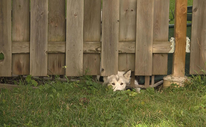 Noticed Footprints In My Garden, So I Modified My Fence. Came Back To This Later That Day