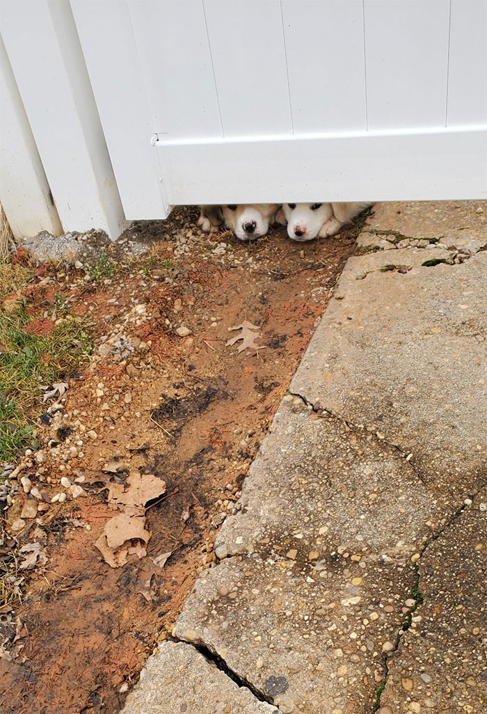 Doggos Wanting To Know What's On The Other Side Of The Fence