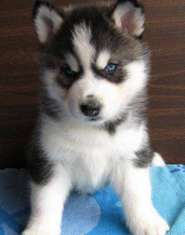 photo_blue-eyes-siberian-husky-puppies_7432173-5ffc9a81514eb.jpg