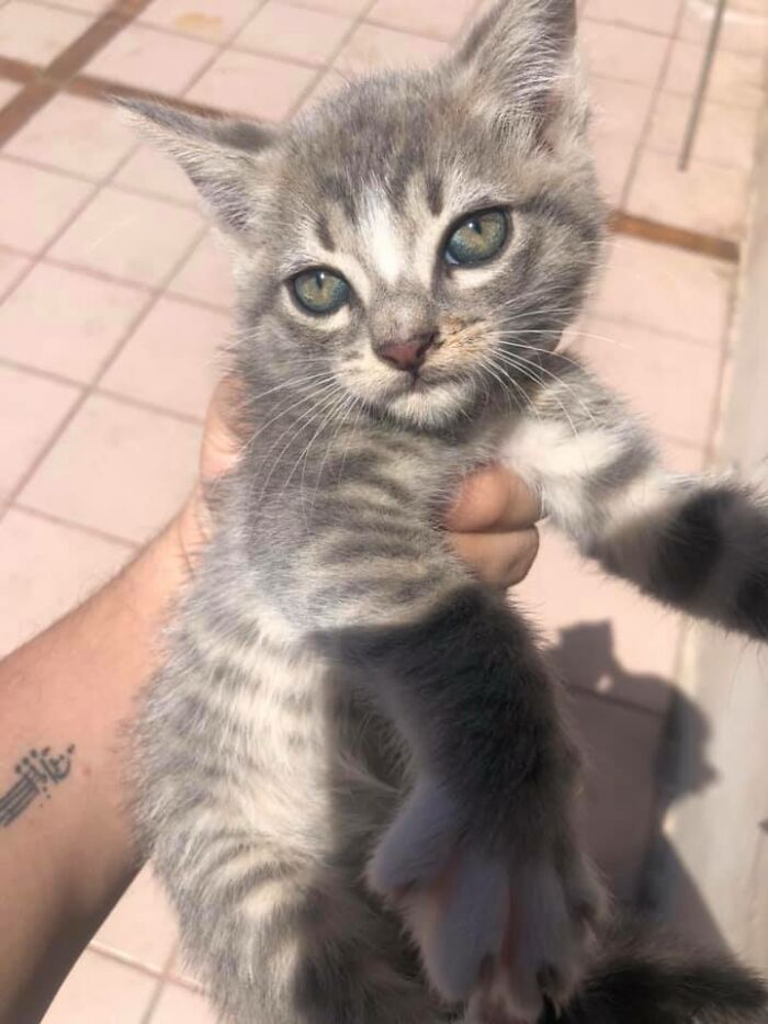 Pit Bull Kindly Asks Owners To Allow A Pregnant Cat Inside So It Can Give Birth