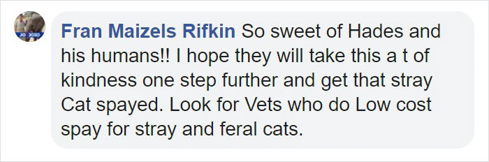 Pit Bull Kindly Asks Owners To Allow A Pregnant Cat Inside So It Can Give Birth