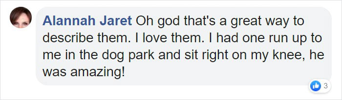 Pit Bull Kindly Asks Owners To Allow A Pregnant Cat Inside So It Can Give Birth