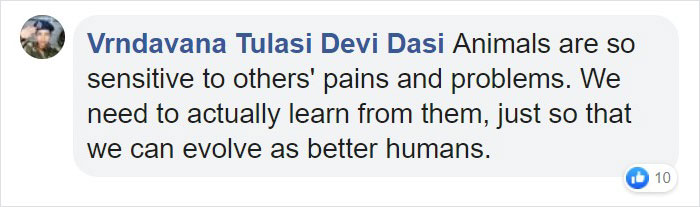 Pit Bull Kindly Asks Owners To Allow A Pregnant Cat Inside So It Can Give Birth