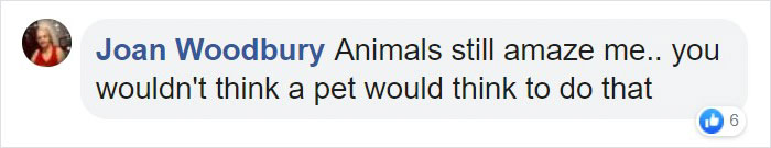 Pit Bull Kindly Asks Owners To Allow A Pregnant Cat Inside So It Can Give Birth Pit Bull Kindly Asks Owners To Allow A Pregnant Cat Inside So It Can Give Birth