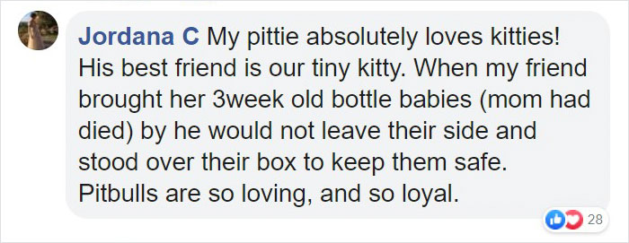 Pit Bull Kindly Asks Owners To Allow A Pregnant Cat Inside So It Can Give Birth Pit Bull Kindly Asks Owners To Allow A Pregnant Cat Inside So It Can Give Birth