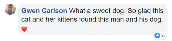 Pit Bull Kindly Asks Owners To Allow A Pregnant Cat Inside So It Can Give Birth