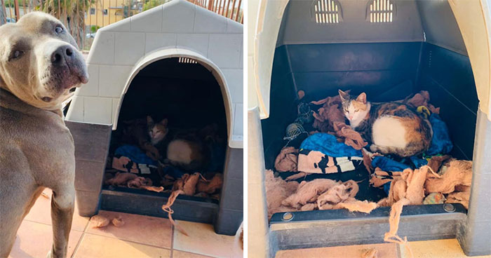 Pit Bull Kindly Asks Owners To Allow A Pregnant Cat Inside So It Can Give Birth