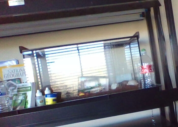 Hermit Crab Sorry Hes Underground Molting!