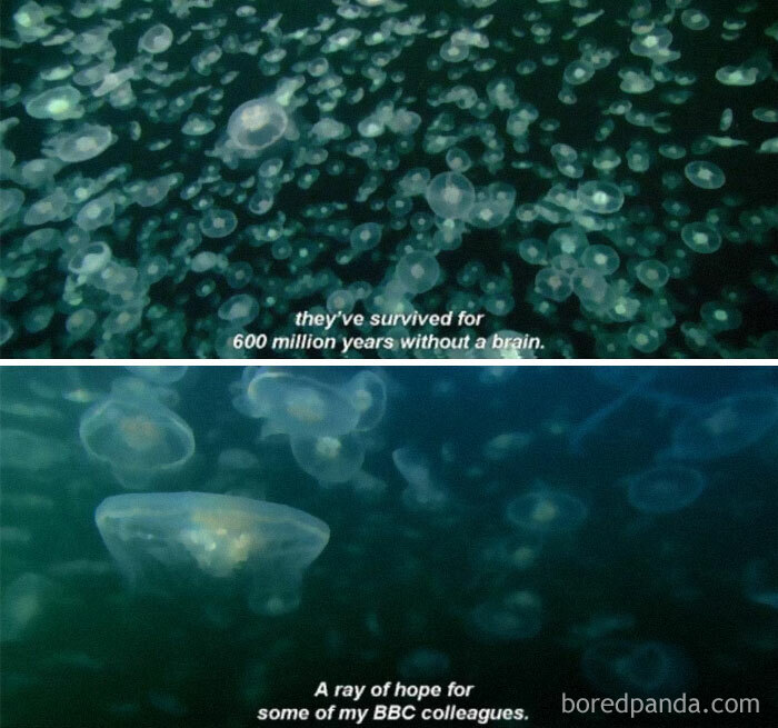 Nature Documentarys Are Awesome