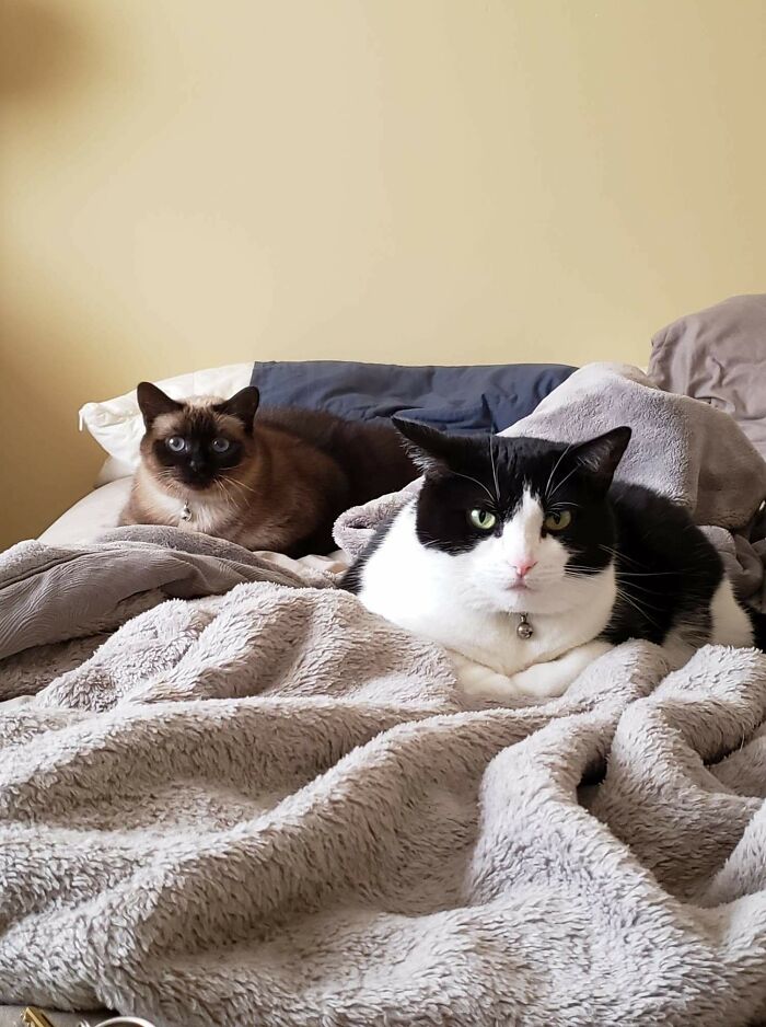 Chola And Arya, Both 6 Years Old. Arya Has Been With Us For 3 Years, And Chola Since May, Both From Shelters. As Nice And Cozy As The Appear There, In "Their" Bed, They Are In Fact Still Working Out The Kinks Of Their Roommate Agreement. Language Barrier May Be Part Of It, Chola Speaks In Shy "Meh-Meh"S (Surprisingly For A Siamese), While Arya Has A Lovely Roll In Her "Marrrwaw?"