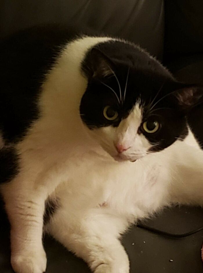 Arya, A.k.a. The Cheese Pirate, Because If You Ever Touch The Door "Thinking" Of Grabbing A Piece Of Cheese For A Snack, For Sure, She'll Be There, At Your Feet, Asking For Her Share.. My Daughter's Cat, A Rescue As All Our Pets Are. Here Is All Her Glorious Elegance.