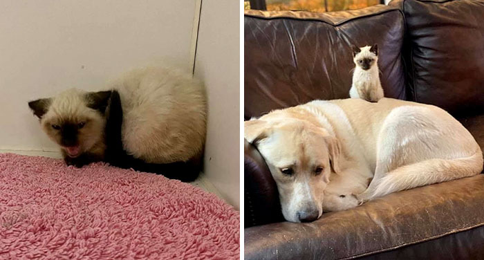 Giant Lab Befriends Distressed Siamese Kitten, Helps It Calm Down And Adapt To Its New Forever Home
