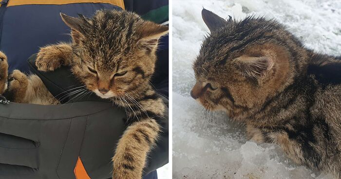2 Friends Find A Cat Buried In The Snow, Only To Discover It Was One Of The Most Endangered Mammals In Europe