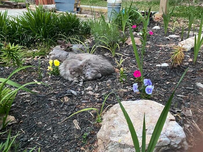 For My Next Magic Trick, I'll Turn Mr. Bobby Love Into A Rock. Ta-Da!