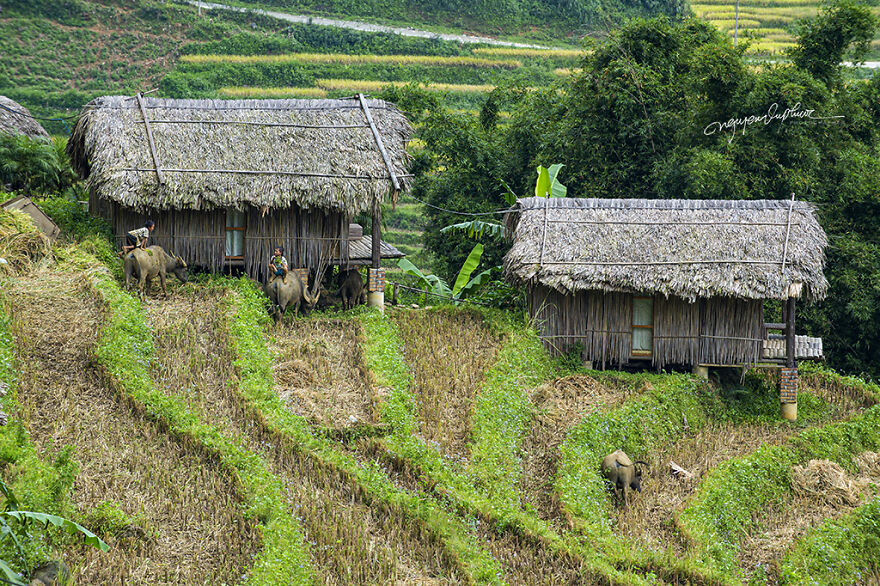 My 29 Pictures That Show The Relationship Between Buffalos And Vietnamese Farmers