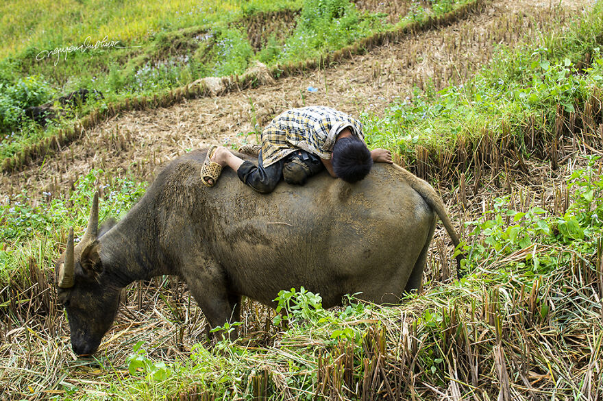 My 29 Pictures That Show The Relationship Between Buffalos And Vietnamese Farmers