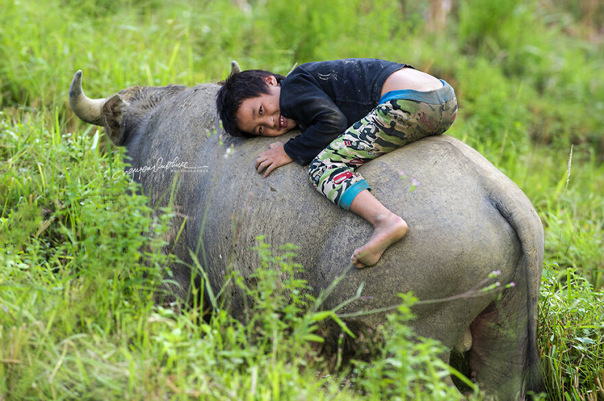 My 29 Pictures That Show The Relationship Between Buffalos And Vietnamese Farmers