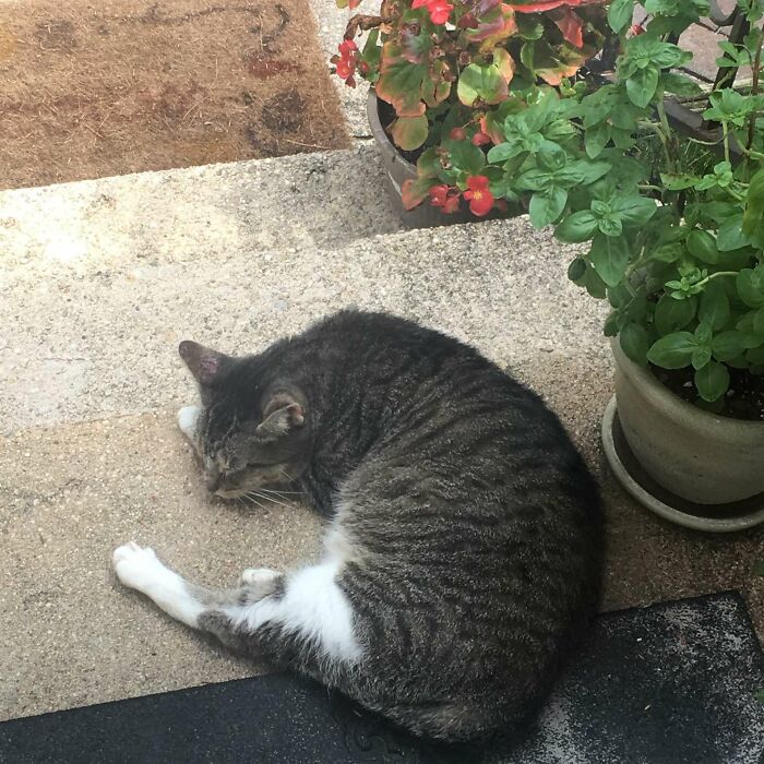 Dad Builds A Heated Cat House With Night Vision Camera To Make Sure The Stray Cats Make It Home Safely Dad Builds A Heated Cat House With Night Vision Camera To Make Sure The Stray Cats Make It Home Safely