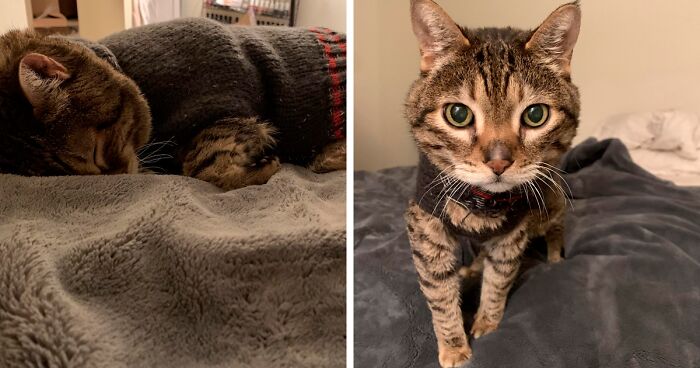 “He’ll Cry And Complain For Hours”: 18-Year-Old Cat Cries If His Sweater Is Taken Off