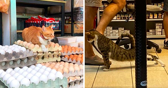 This Twitter Account Collects Photos Of Cats In Small Shops Looking Like They Own The Place (50 New Pics)