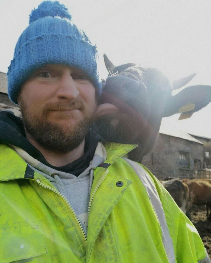 I Submit A Shoulder Cow For Your Approval