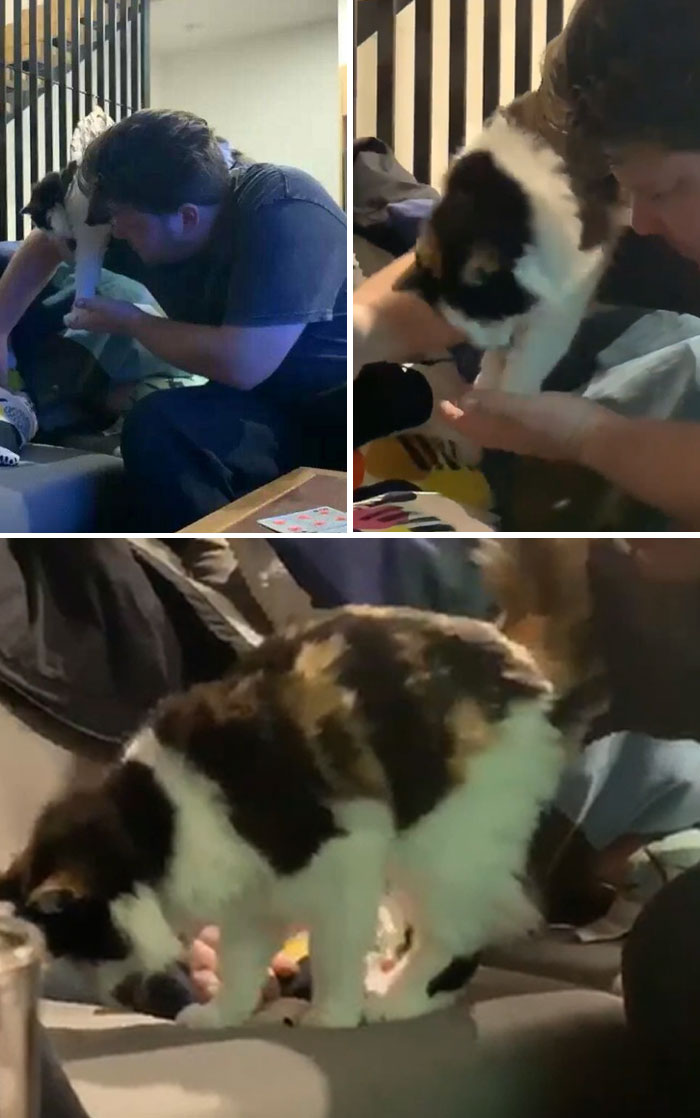 My Blind 16 Yr Old Cat Has A Very Special Relationship With My Boyfriend And Managed To Climb On His Shoulders Where She Needed A Helping Hand To Get Down