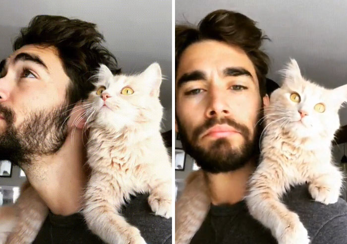 This Shoulder Cat Aww