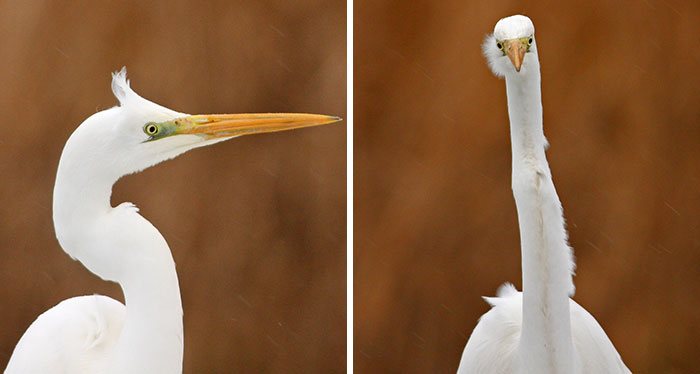 I Want To Make You Laugh With My Photographs Of Birds From The Front (36 Pics)
