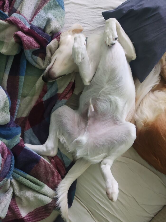 Favourite Sleeping Position