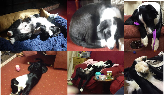 As You Can See My Dog Shilo Has Had Some Unusual Sleeping Positions Over The Years 😊💗