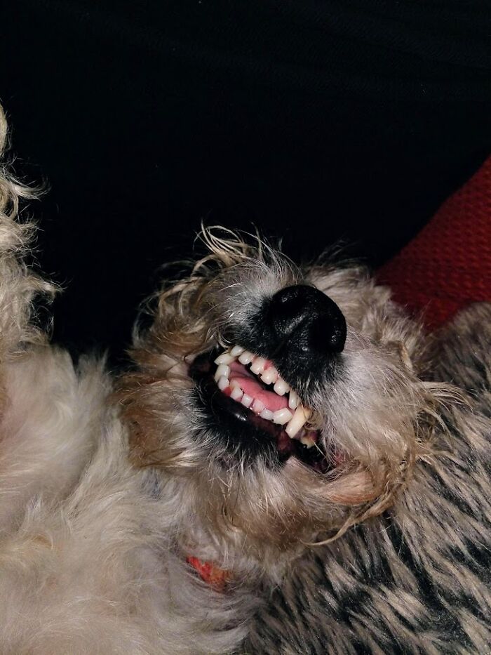 Our Rescue Dork Smiling In His Sleep A Month After He Came To His Furever Home
