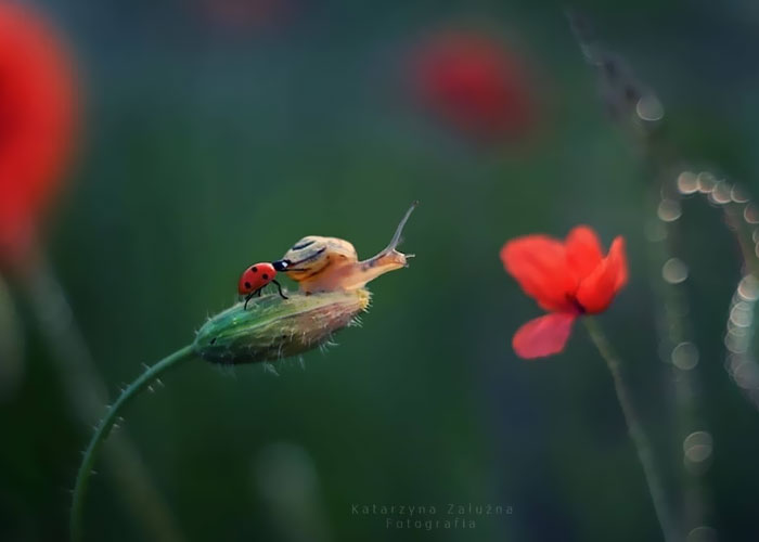 I Used The Bokeh Method To Capture Snails (35 Pics)