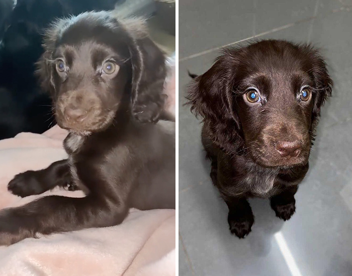 Video Of Cocker Spaniel With “Disney” Looks Goes Viral On TikTok